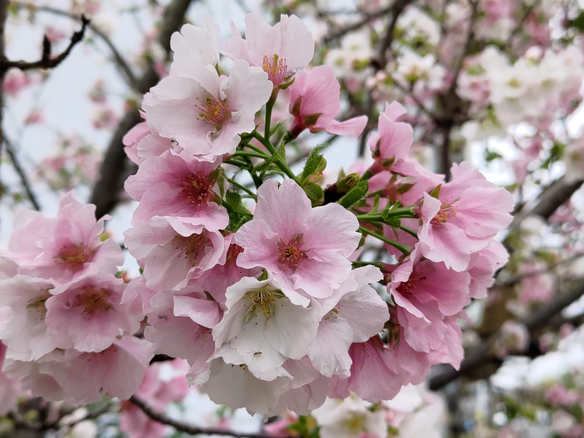 KunJohn12's tweet photo. 櫻花 https://t.co/kqfNursWkE