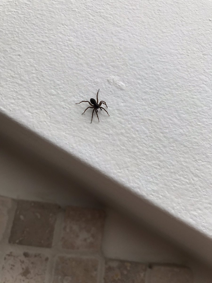 Hi <a href="/BritishSpiders/">BAS</a>, please could you help ID this spider?