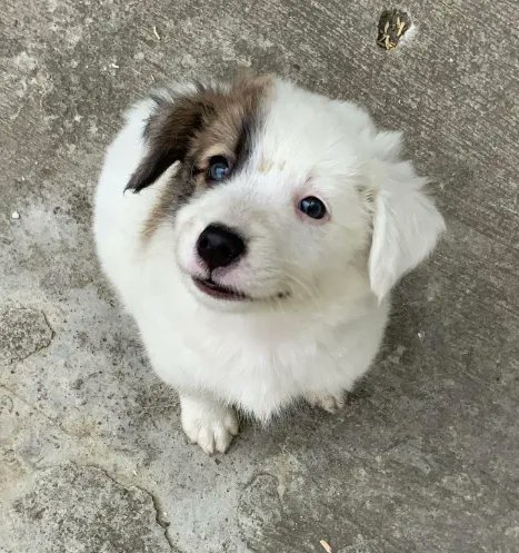 imikokei's tweet photo. Happy Doggo https://t.co/rfFg3kJrFr