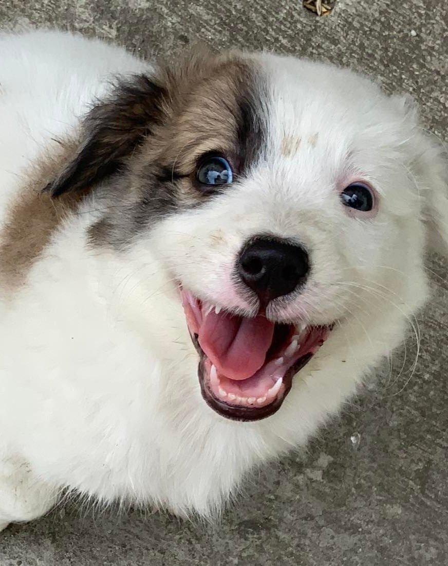 imikokei's tweet photo. Happy Doggo https://t.co/rfFg3kJrFr