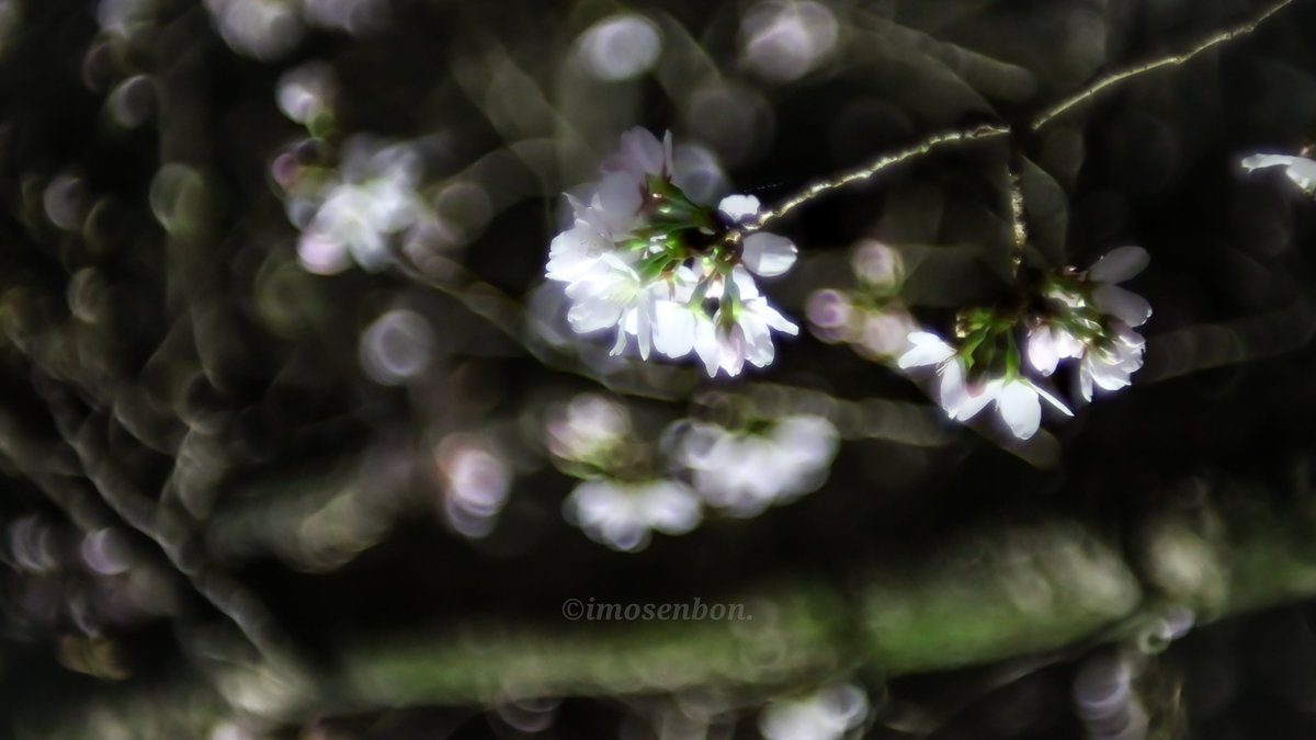 imosenbon's tweet photo. 広島県福山市
ご近所桜
#桜
#夜桜
#花
#canon
#canonFL https://t.co/8kCbPRLOgn