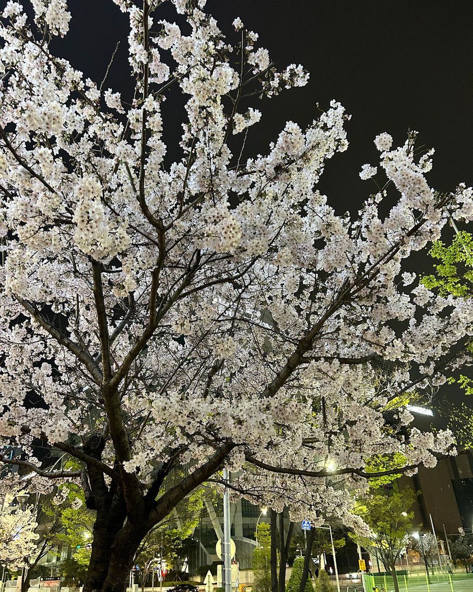 うわー本当に春が来た（д）。
。 春までにダイエットしたい
春が早すぎる。
