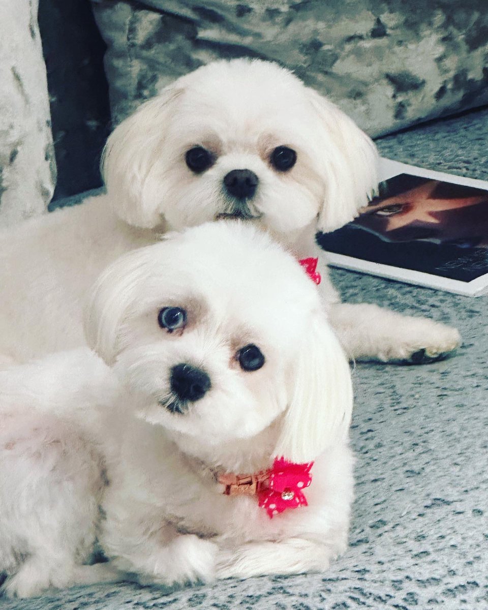 When these 2 little girls make my heart melt every day 💞 anyone needing some love today here you are! #effyandskye #maltese #cutedogs
