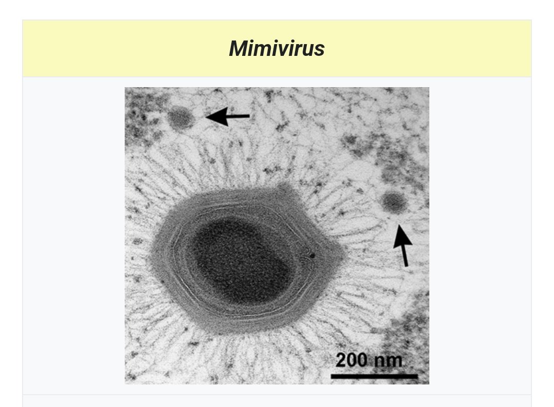 mimivirus