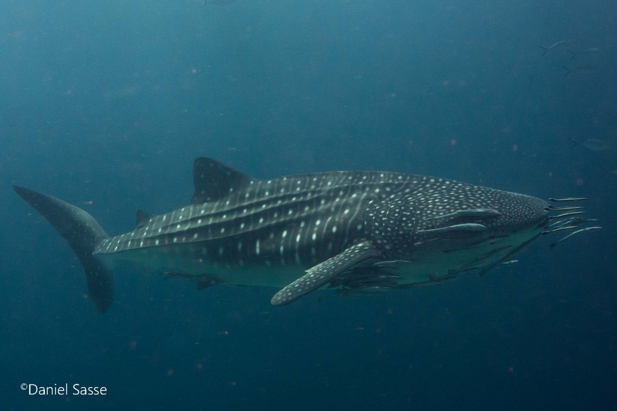 DanThΞMan Photography 📸 tweet media