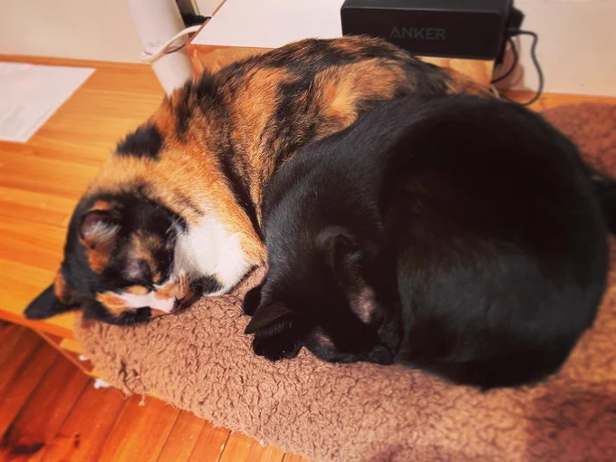 #今日の猫撮もいの虚無 