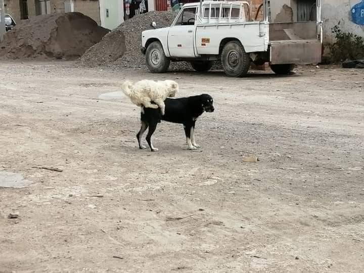 "Cambia tu mente del no puedo al sí puedo y te sorprenderás de los resultados".
—Paulo el perro.