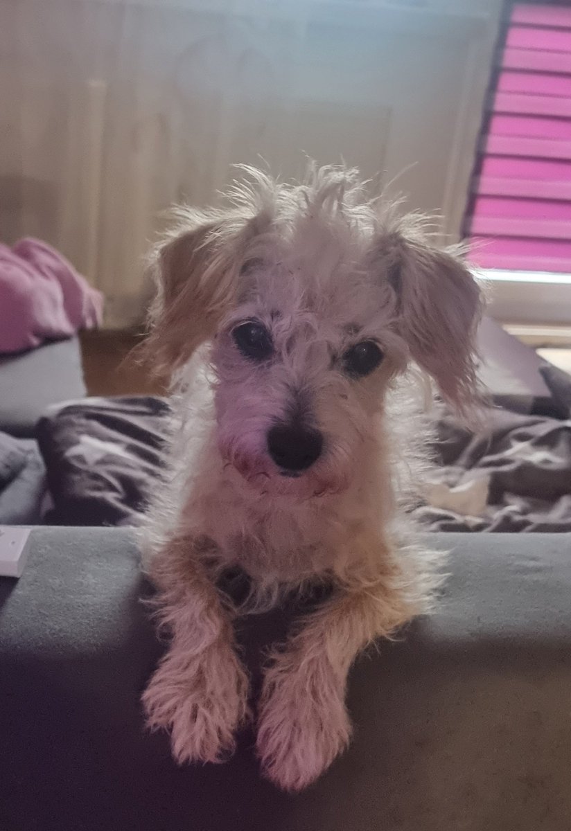 Ich dachte ich teile das mal mit Euch.
Meine kleine Maus hat heute Geburtstag. Sie ist nun stolze 15 Jahre und noch immer gesund und munter. Seit 15 Jahren Begleitet Sie mich nun und ich bin mit jedem Tag Stolz und Dankbar das Sie ein Teil meines Lebens ist! 🥰
Happy Birthday 🥳