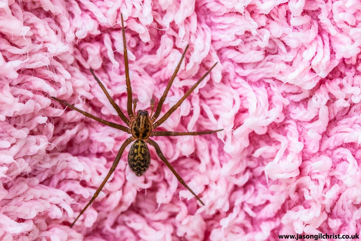 jgilchrist13's tweet photo. Pretty on pink.
Eratigena giant house spider.
Outside hoose,
hanging oot on pink towel,
Kirkliston,
Scotland.
#LoveSpiders #Eratigena #GiantHouseSpider #HouseSpider #spider #spiders #Kirkliston #Scotland #nature #macro #MacroHour #Springwatch #TwitterNatureCommunity #ILoveSpiders https://t.co/2wOHWvDNaF