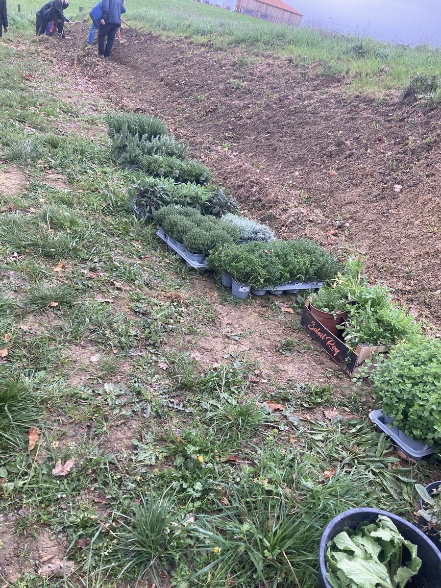 abeillesaramon's tweet photo. Matinée plantation c😍😍😍avec près de 150 plantes, arbustes et arbres merci aux bénévoles présents 😁malgré le décalage horaire 😉😍 https://t.co/wflSzK3xv0