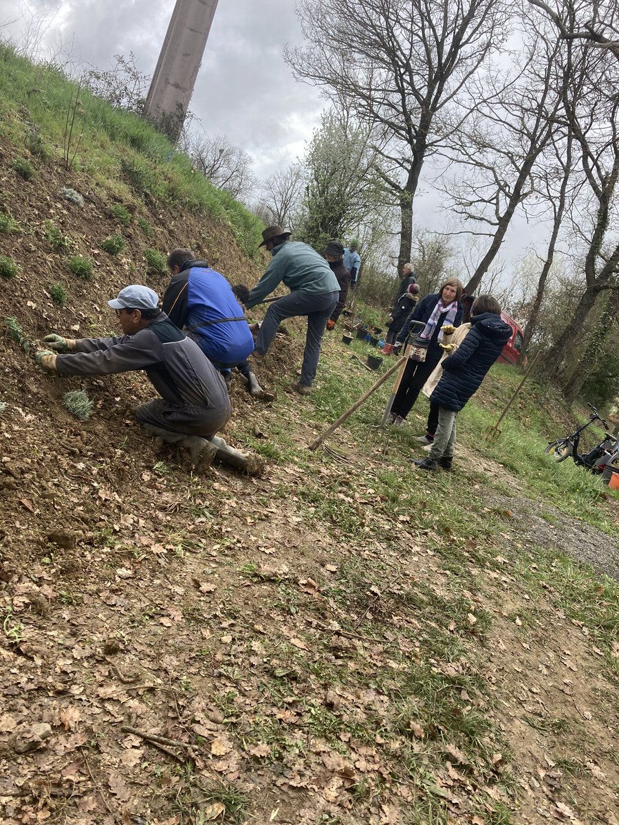 abeillesaramon's tweet photo. Matinée plantation c😍😍😍avec près de 150 plantes, arbustes et arbres merci aux bénévoles présents 😁malgré le décalage horaire 😉😍 https://t.co/wflSzK3xv0