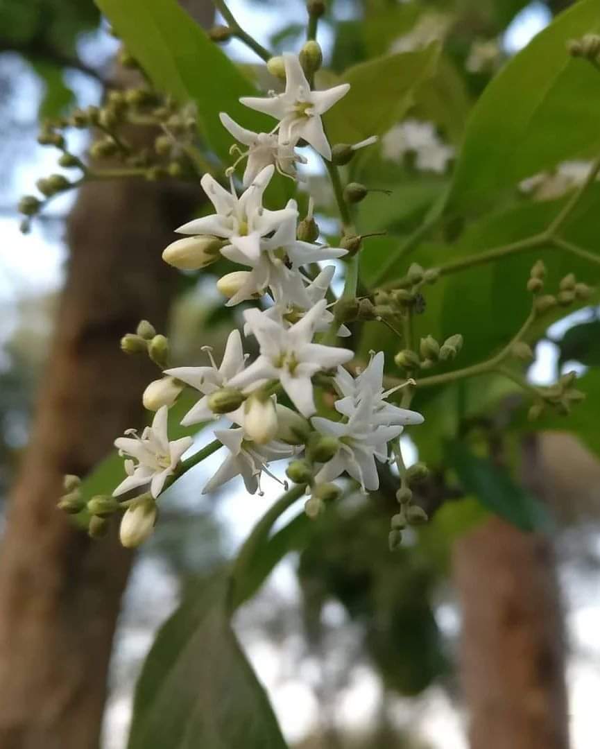 tikulli's tweet photo. #Chamror's gorgeous flower spread over the landscape. It's a very taare zamin par moment. A native Delhi tree and beautiful in all seasons it's a favourite. I often say it should be the state tree of #Delhi. #delhitrees #treesofdelhi #spring #delhispring #springindelhi #trees https://t.co/FirGDOvCiJ