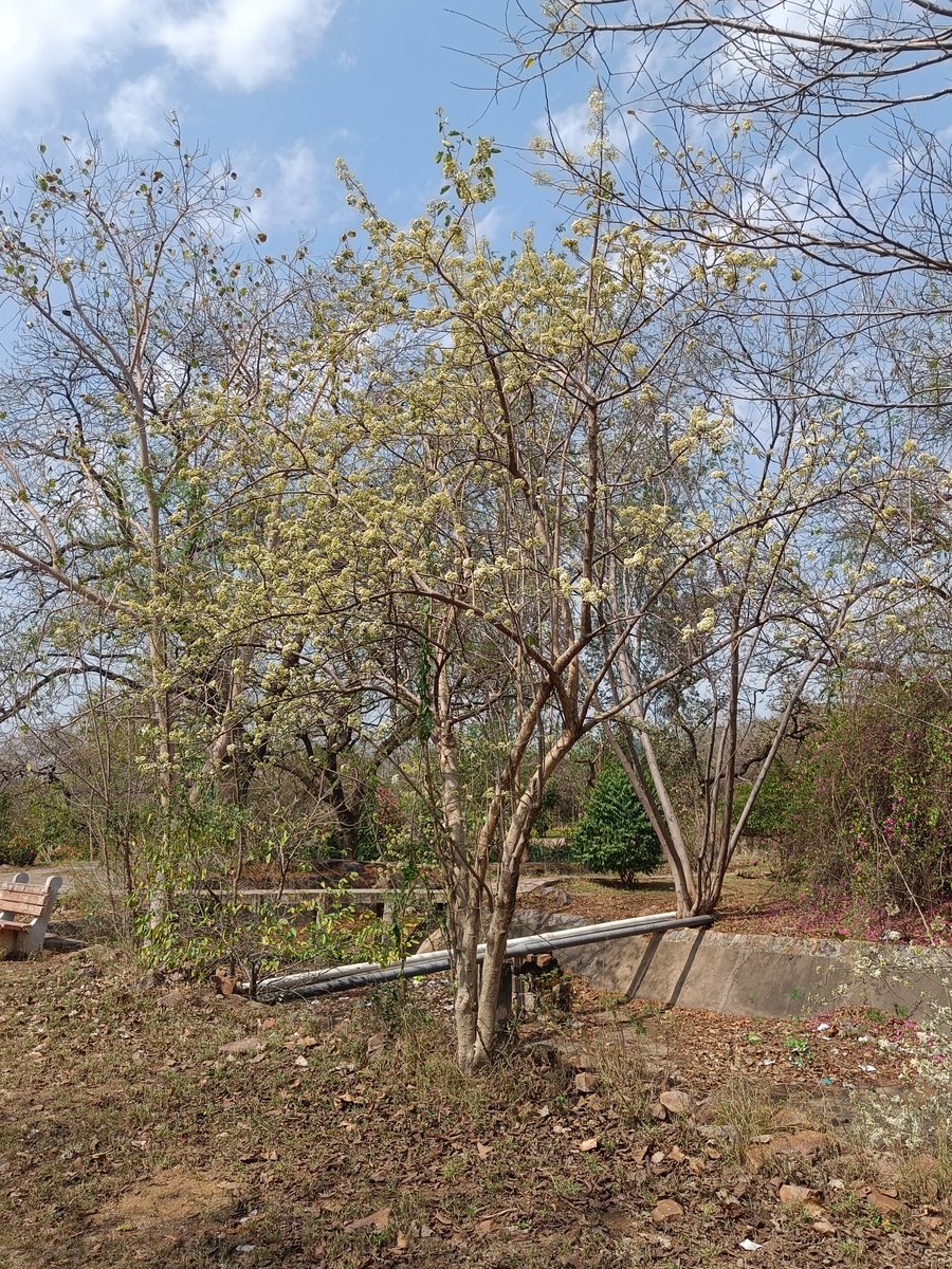 tikulli's tweet photo. #Chamror's gorgeous flower spread over the landscape. It's a very taare zamin par moment. A native Delhi tree and beautiful in all seasons it's a favourite. I often say it should be the state tree of #Delhi. #delhitrees #treesofdelhi #spring #delhispring #springindelhi #trees https://t.co/FirGDOvCiJ