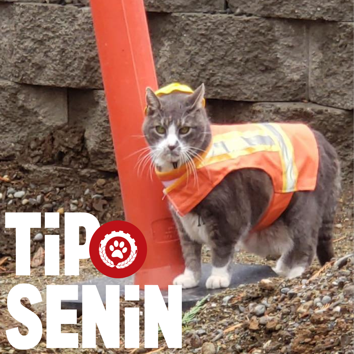 IsciPatisi's tweet photo. Patronlar daha çok kazansın diye hayatını tehlikeye atmak istemiyorsan #TİPSenin https://t.co/XWxiB629ER
