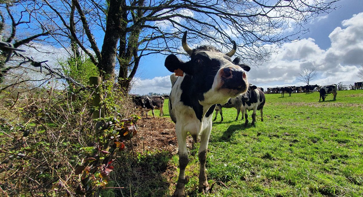 xanceda's tweet photo. Lo peor del cambio de hora es que nos han robado una hora de pastoreo 🐄😂🥰 #360diasdepastoreo #vacasmuUuyfelices https://t.co/EzEgzJxiGb