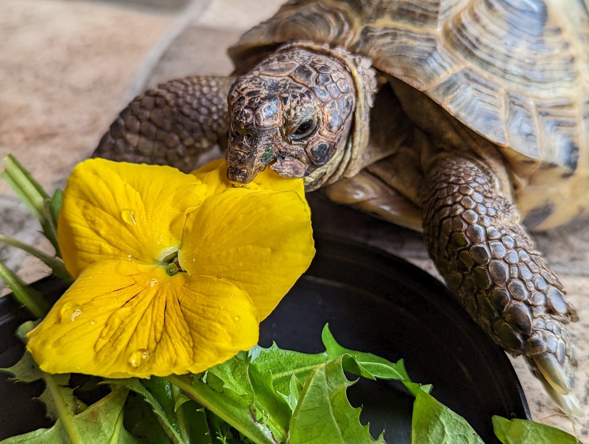 Frank_Tortoise's tweet photo. Spring approaches! Time for fresh greens and flowery treats #tortoise #turtle #pets #petphotos #cutepets https://t.co/6jhYFLb1mo