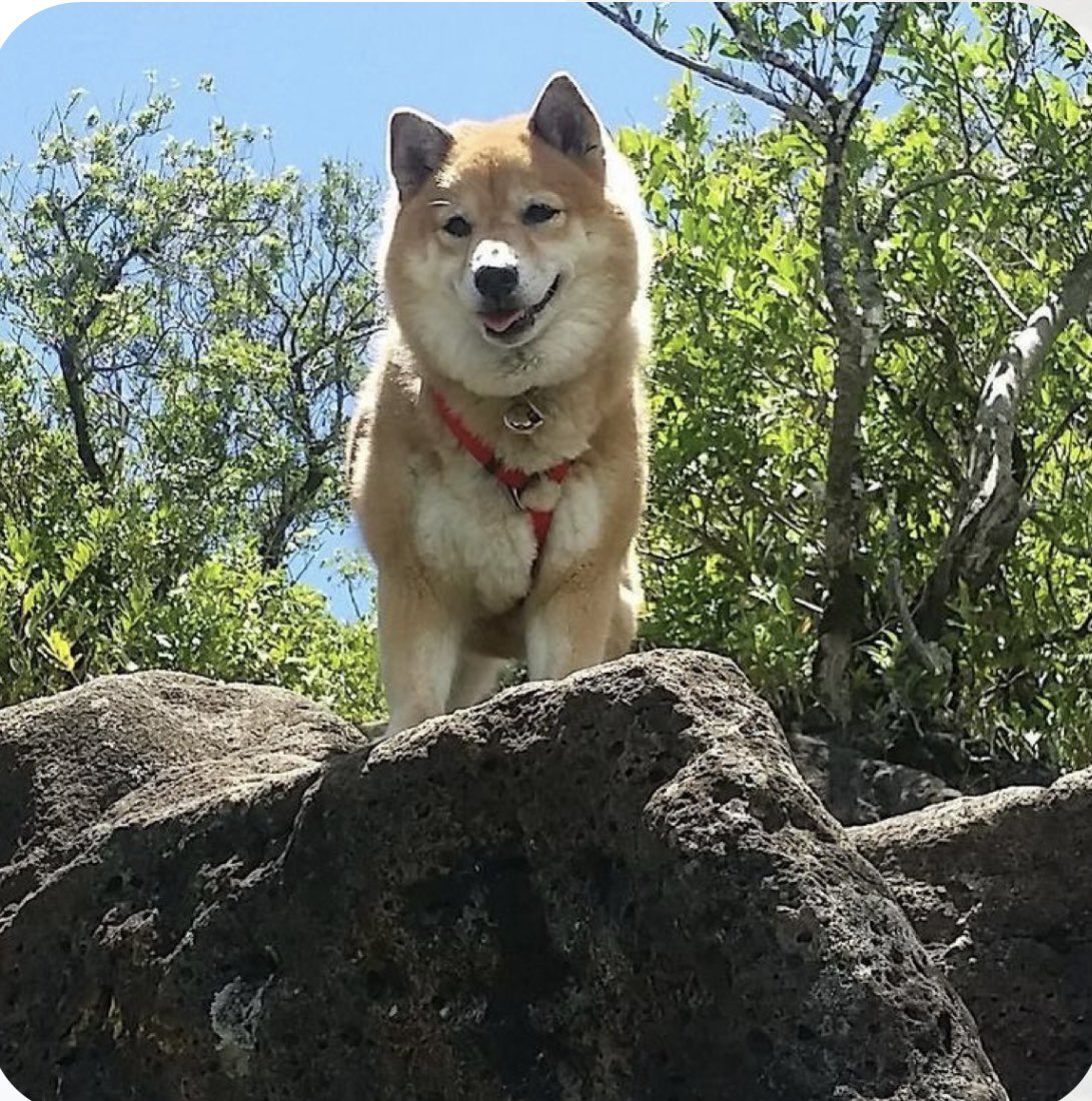kathym1203's tweet photo. I like people who give expensive things, like TIME, LOYALTY and HONESTY.  Happy Sunday Funday. #SHIBARMYSTRONG 🚀🐕🚀#ShibFamily 🤜🏻💝🤛🏻#ShibGirl4eva 🇵🇷💝🇵🇷 GOOD MORNING ☀️ https://t.co/C64bXMv0W0