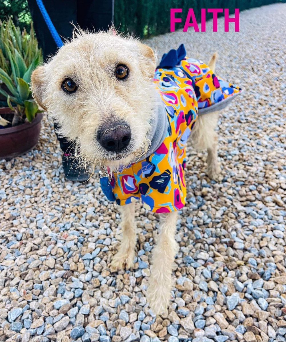 Galgos del Sol tweet media