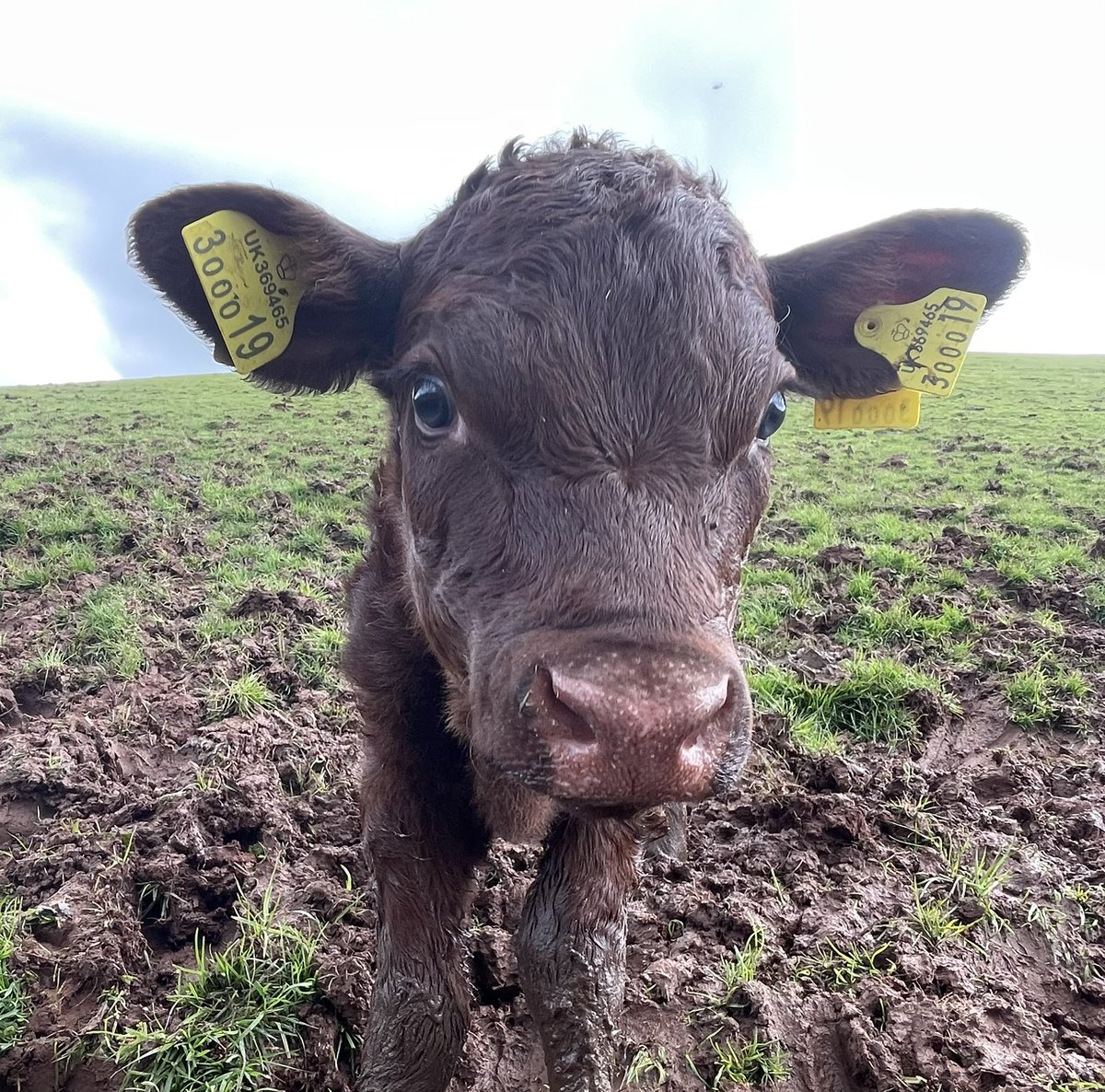 ExeValleyLamb's tweet image. Nice pedigree Devon heifer last night. Just found her up and sucking with mum. Picked a nice night not to be born but all good #devoncattle #reddevons #rubyreds #nativebreeds #devon #exeter #exminster #calving