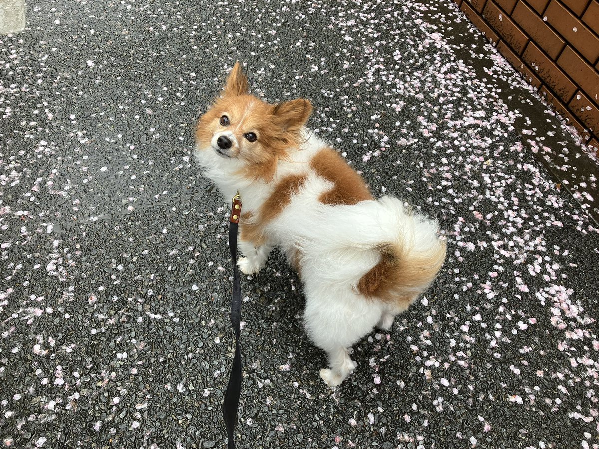 ddLf3wJsP0112f0's tweet photo. 雨散歩☂️開花したけど、このところの冷たい雨で花びら🌸散ってしまって😥散歩後はおうちシャンプー🧴湯煙カイちゃん🐶

#パピヨン https://t.co/usTWXW4anR
