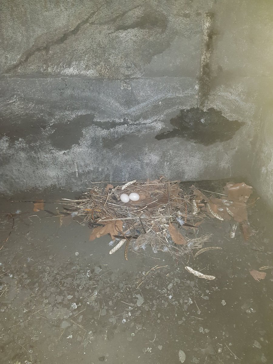 StadttaubenDUI's tweet photo. Stadttauben sind ja sonst nicht so für ihre ausgefeilten Nester bekannt. Dieses Paar jedoch hat sich wirklich viel Mühe mit dem Kinderzimmer gegeben. Da tat es uns schon fast leid die Eier zu entnehmen. Trotzdem sitzen Mama und Papa nun, abwechselnd, auf zwei Kunsteiern.😁 https://t.co/OeHV27Q0uc