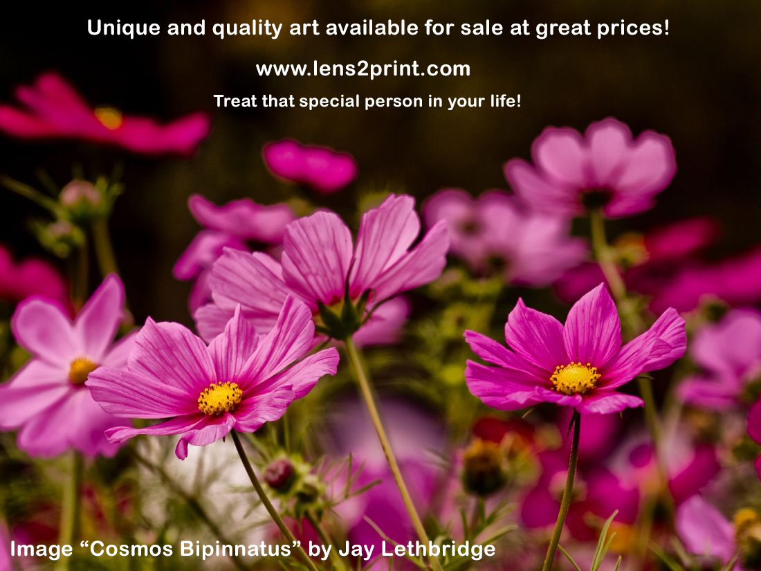 Promo image of one of my images. Cosmos Bipimmatus (Common Aster) at Lens2Print.
lens2print.com

Portfolio
lens2print.co.uk/imageview.asp?…

#lens2print #firstforart #qualityart #ethical #freeukshipping #canvasprints #wallart #gifts #bestprices #bestvalue