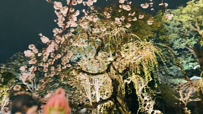 「水面に映る桜が美しいな甘露寺……」 