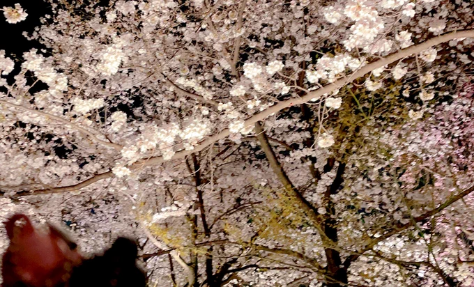 「水面に映る桜が美しいな甘露寺……」 