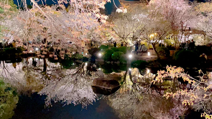 「水面に映る桜が美しいな甘露寺……」 