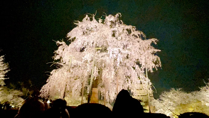 「水面に映る桜が美しいな甘露寺……」 
