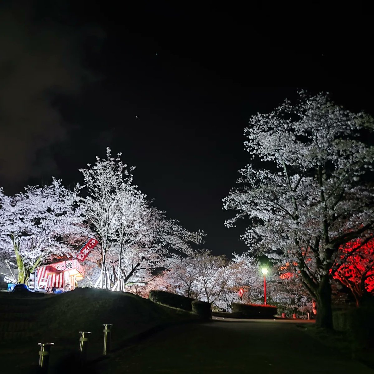 yahtrans's tweet photo. 夜桜🌸
ライトアップが綺麗でした🌸

#夜桜
#桜
#ライトアップ
#コロナあけ https://t.co/YeygWSm64c