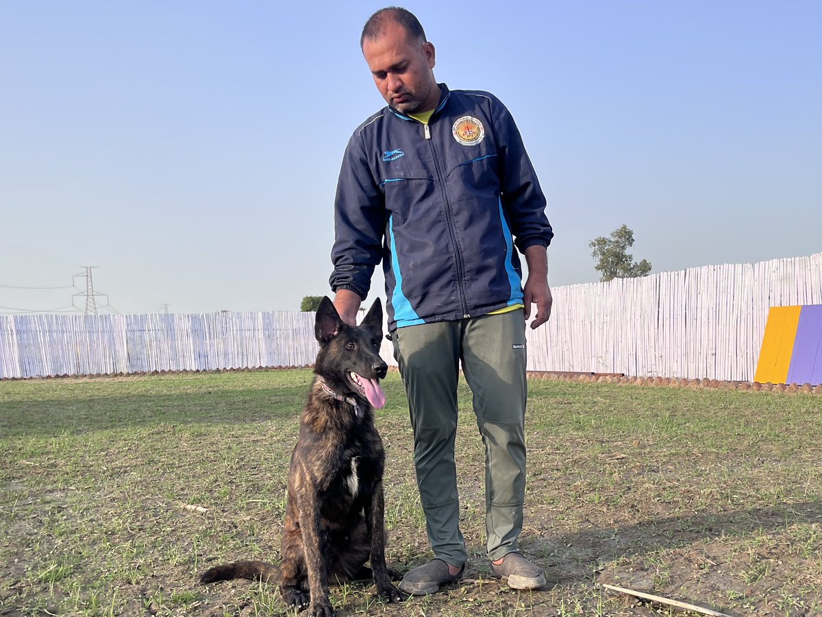 nanok9family's tweet photo. Dutch shepherd puppy.
#dutchshepherd #dutchshepherdsofinstagram #dog #workingdog #dogs #dutchshepherdlovers #dutchie #belgianmalinois #shepherd #puppy #dutchshepherds #protectiondog #workingdogsofinstagram #training #instadog #officialdutchshepherds #dogtraining #nanok9family https://t.co/C71A7VG5T3