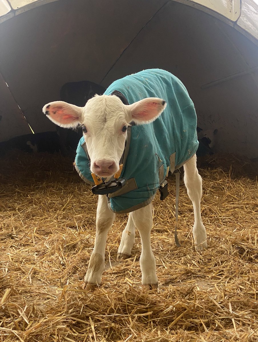 I’m being overrun with these A2P2’s, you can just about make out a few more behind this one, the calf rearer isn’t going to be happy!

Born yesterday, this girl from the Flirt family - A2P2 x Tropic. <a href="/cogentbreeding/">Cogent Breeding Ltd</a>.

More Alanzo, Holysmokes &amp; Hatchet calves due very soon 🧬