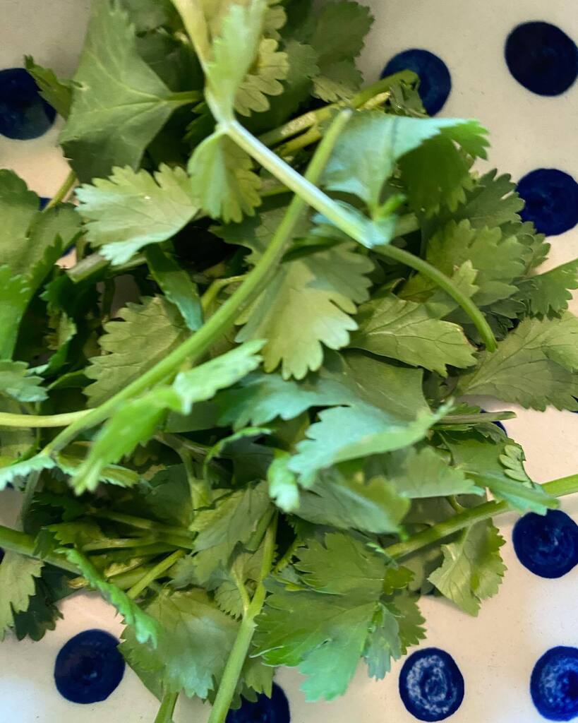 SCCHBandB's tweet photo. Coriander!! Love it or hate it??? 😳🙈🤣

#coriander https://t.co/TAdPNp3SQ7 https://t.co/OmVYNHdw4H