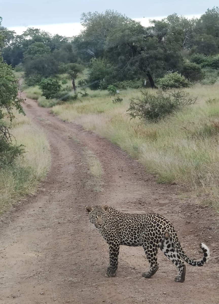 LatestKruger's tweet photo. 6:00am
1 Leopard stationary
"Close to the river"
S40, by the S12 junction
Near Satara
5/5
Tinged by @amatungulutour and @DanYapp92 https://t.co/8rMIX5ELLW