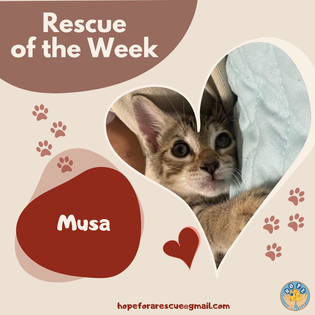 HopeForARescue's tweet photo. 🫶🏽Rescue Of The Week🫶🏽

Este domingo va dedicado a la pequeñita Musa quien sigue en busca de una familia llena de amor✨

Musa es una hermosa gatita que tiene alrededor de 3 meses y le encanta estar pegadita a las personas🥹 https://t.co/3IfLz2JJK7