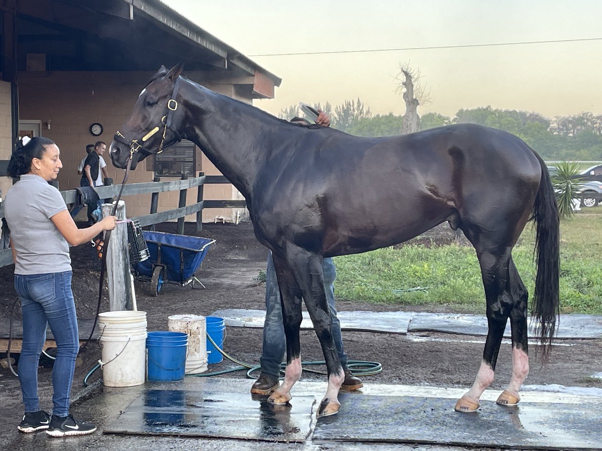 Christina Bossinakis (@cbosstdn) on Twitter photo More pictures of Forte at Palm Beach Downs yesterday morning. Drew post 11 in next weekend’s Florida Derby <a href="/GulfstreamPark/">Gulfstream Park</a> More pictures of Forte at Palm Beach Downs yesterday morning. Drew post 11 in next weekend’s Florida Derby <a href="/GulfstreamPark/">Gulfstream Park</a>
