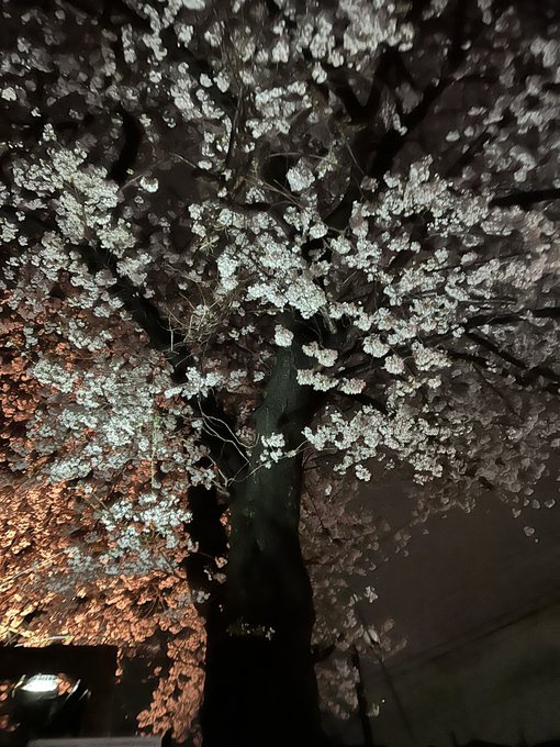 夜桜四重奏 