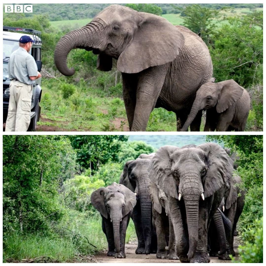Lencyclopediste's tweet photo. En 2012, un troupeau d'éléphants a marché pendant 12 heures jusqu'à la maison de Lawrence Anthony après sa mort (l'homme qui les a sauvés). Ils y sont restés silencieux pendant 2 jours. 1 an après sa mort, jour pour jour, le troupeau a de nouveau marché vers sa maison pour lui rendre hommage.
