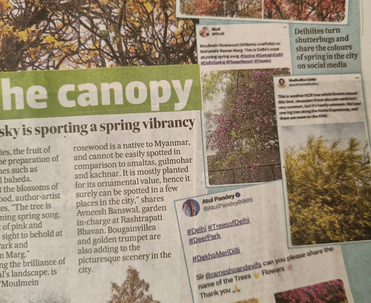 tikulli's tweet photo. I can't keep calm. In @htcity's lifestyle section today with @delhitrees @authormadhulika . Thank you so much @maishascribbles . #delhitrees #treesofdelhi #spring #springindelhi #delhispring #Flowers #FlowerReport @seasonwatch_in @NDNS_HQ https://t.co/G0dcw8EPz1