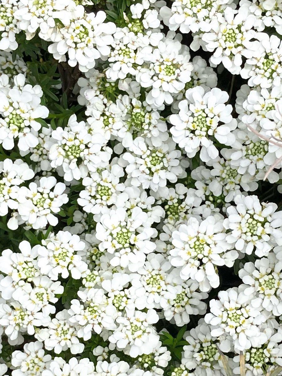 この花はイベリスというのですか
散歩道でみかけて粉をふいたような白に
まじまじと足止めされました。
それも密集して咲いているので
インパクト抜群
おしろいが採取できそう・・💞 