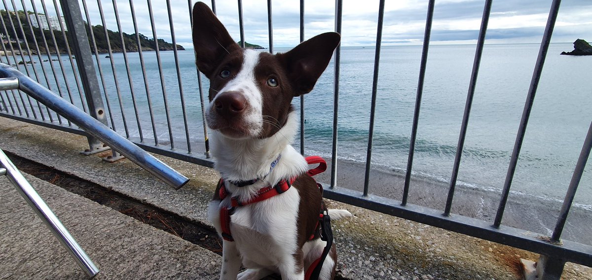 DevonCollieCrew's tweet photo. A cheeky beach cafe stop
As long as no one knows🤣🤣🤣

#dogs #seaside #sundayvibes https://t.co/J8lQSQpcdX