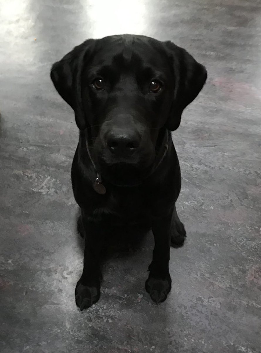 BasilWaggalot's tweet photo. The face of innocence? #dogsoftwitter https://t.co/yJmzW8hiTE