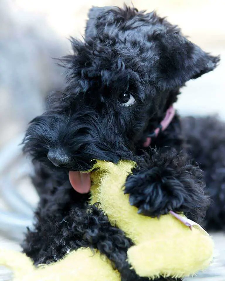 PerrosAmos's tweet photo. #kerryblue #terrier #irlanda #perrosyamos Gran valentía e inteligencia 🐾👉https://t.co/4be6AU8txJ https://t.co/sW4ijqzR67
