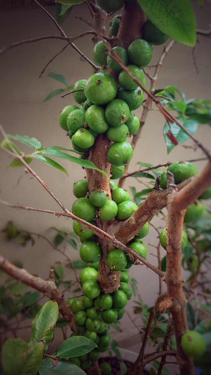 dougbraz1's tweet photo. Jabuticaba fruit growing straight off the bark. Good for jam or juice once ripe.
#trees #fruitrees #tropicaltrees https://t.co/K9nD9y7kWy