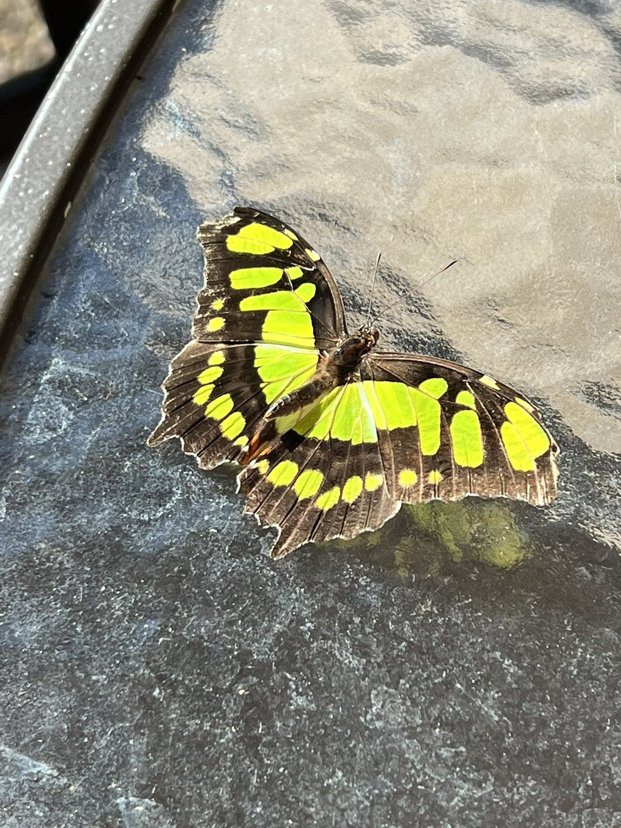 GM 🦋