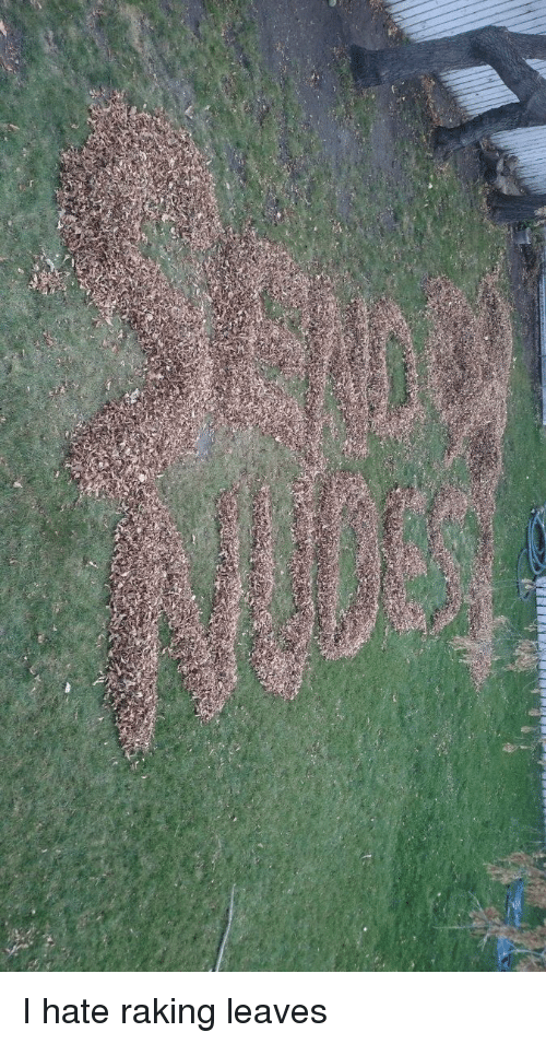 JimmygIV's tweet photo. #OtherThingsTooBigToFail piles of leaves https://t.co/XOQH0ljCdF
