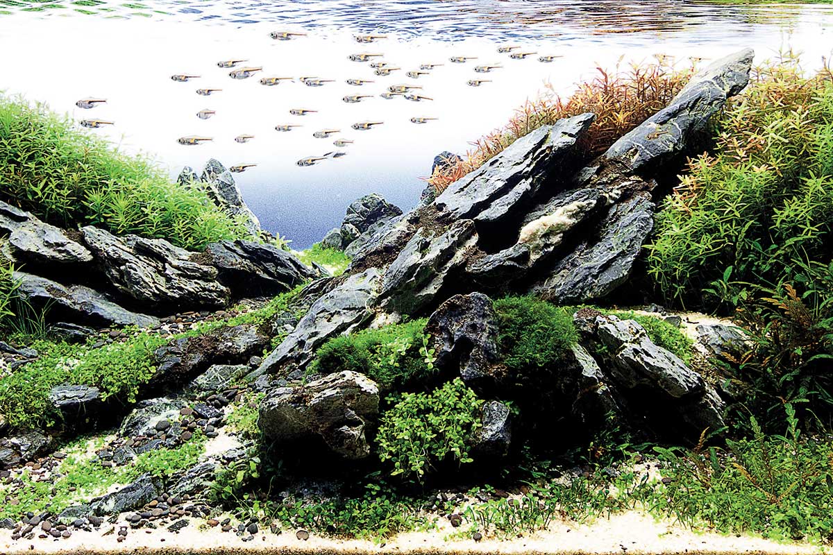 Fenêtre sur les aquariums naturels. 🐟 Une vague d’aquariophiles créent dans leur bac en verre des habitats dignes des écosystèmes naturels. Même les poissons en sont bouche bée!
quebecscience.qc.ca/environnement/…