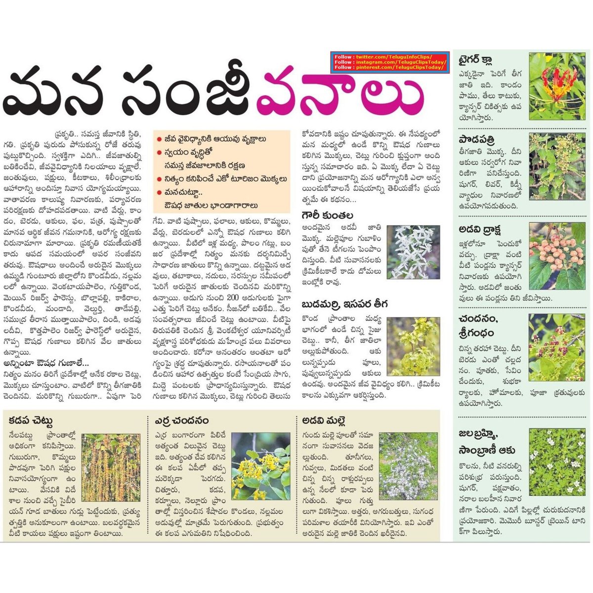 TeluguInfoClips's tweet photo. మన సంజీవనాలు echo tourism trees plants benefits uses
#ecotourism,#trees,#plants,#foresttrees https://t.co/t2c0oOmIMg