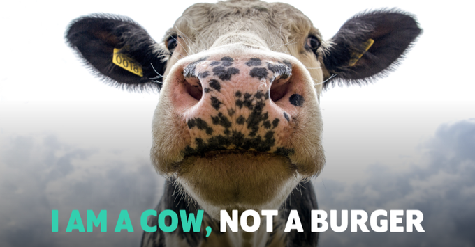 herbivore_club's tweet photo. I am a cow, not a burger 🐄 https://t.co/EHwVQSBhDp